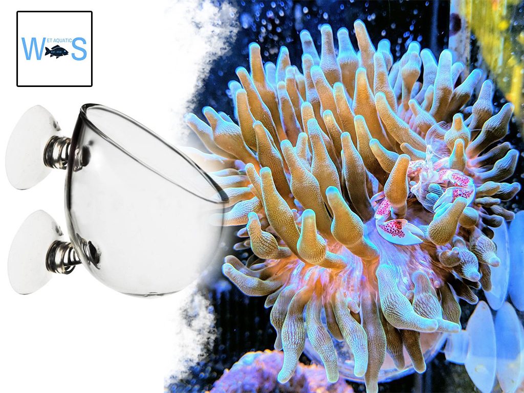 Copertina The Coral Tamer