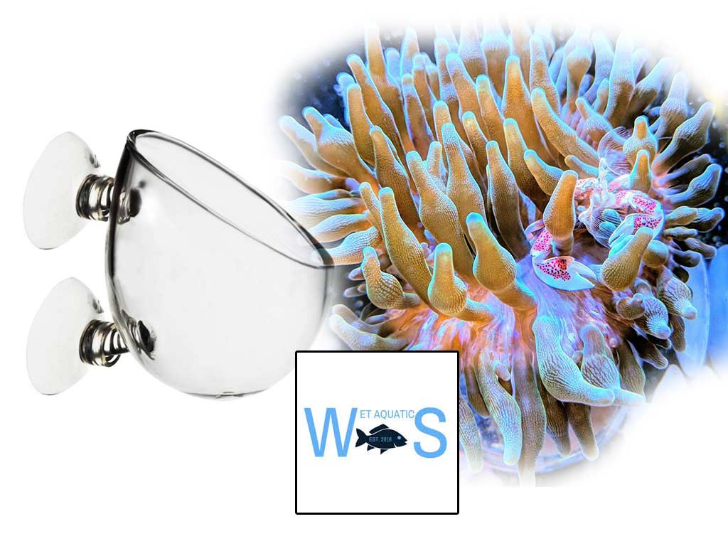 Coral Tamer potrebbe risolvere il problema della mobilità degli anemoni