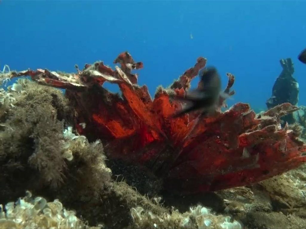 Plastica al largo dell'isola greca di Andros