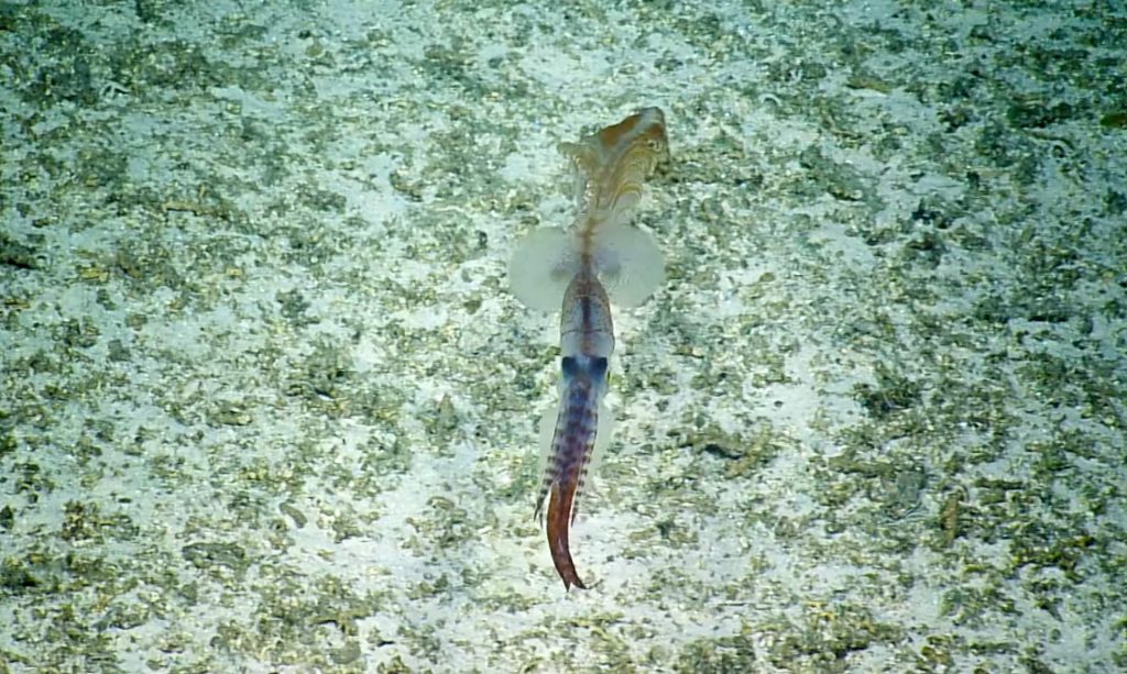 L'asperoteuthis mangoldae. Ocean Exploration Trust.