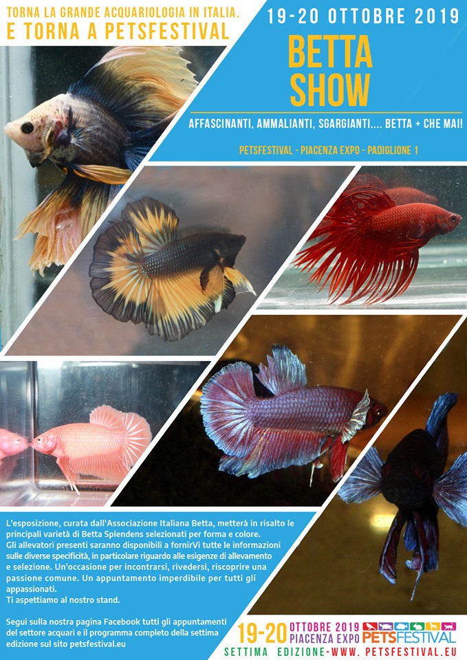 Betta Show