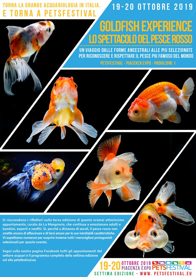 Goldfish Experience