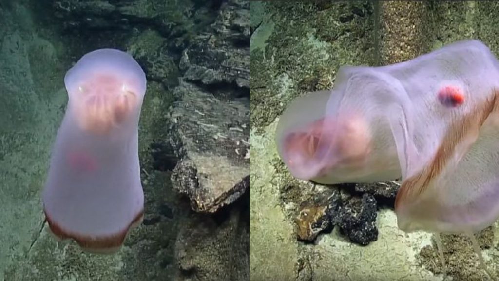 medusa genere Deepstaria