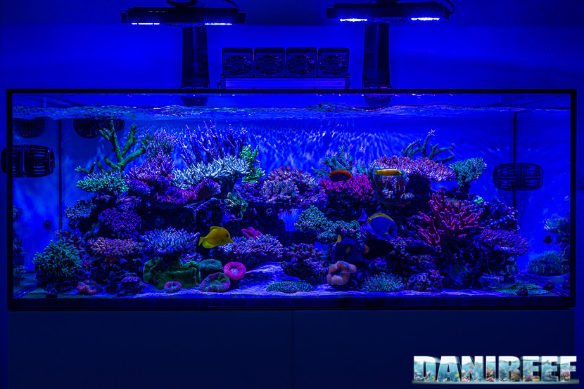 L'incredibile acquario marino di SPS di Marco Vank - Reportage - layout vista frontale