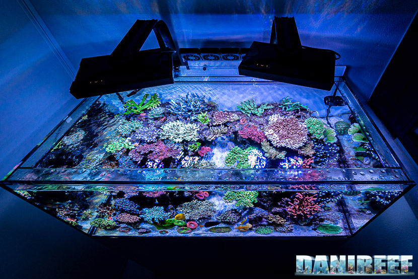L'incredibile acquario marino di SPS di Marco Vank - Reportage - layout