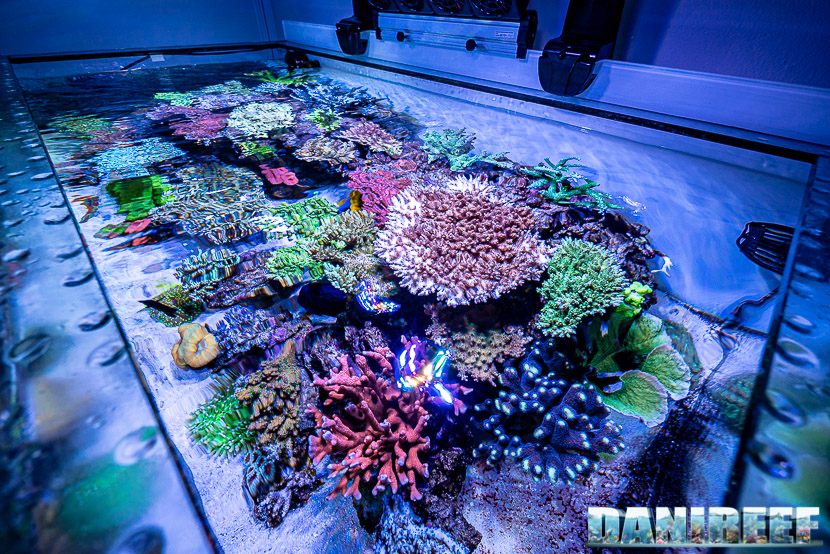 OTS Old tank syndrome: come evitare la sindrome da vasca vecchia