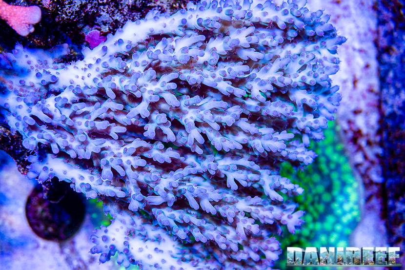 L'incredibile acquario marino di SPS di Marco Vank - Reportage - Acropora sp.
