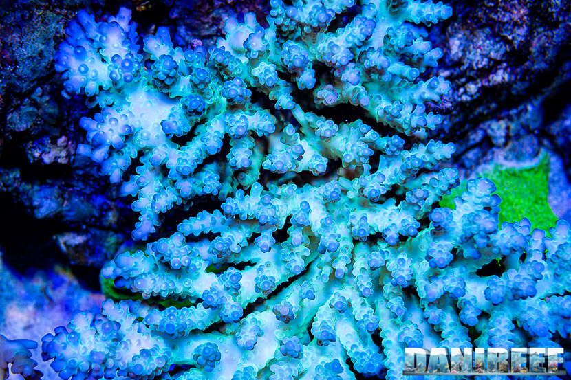 L'incredibile acquario marino di SPS di Marco Vank - Reportage - Acropora sp.