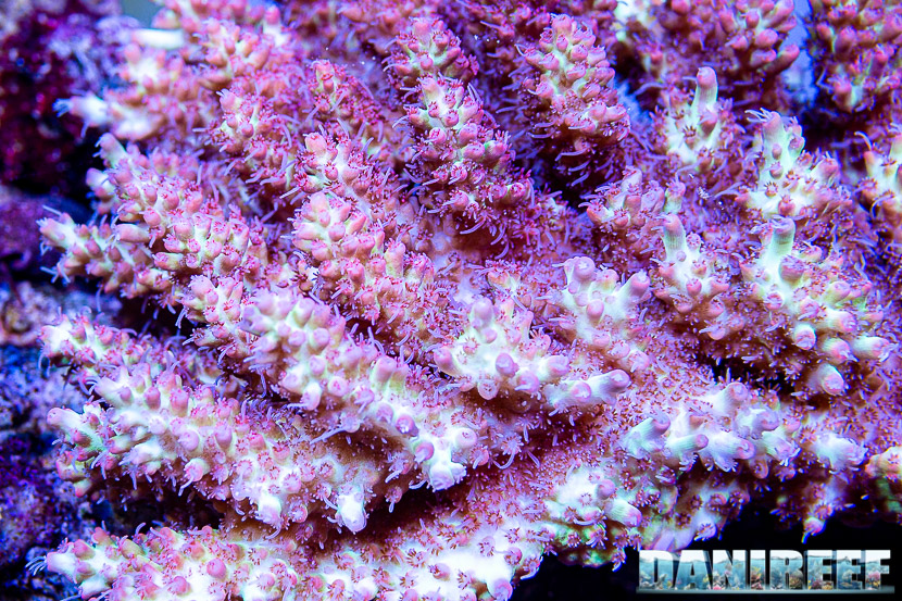 L'incredibile acquario marino di SPS di Marco Vank - Reportage - Acropora microclados strawberry
