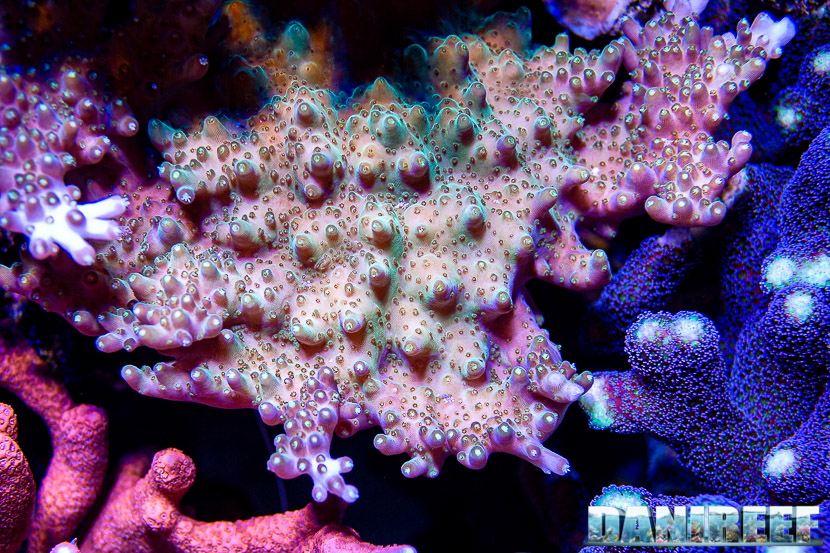 L'incredibile acquario marino di SPS di Marco Vank - Reportage - Acropora efflorescens
