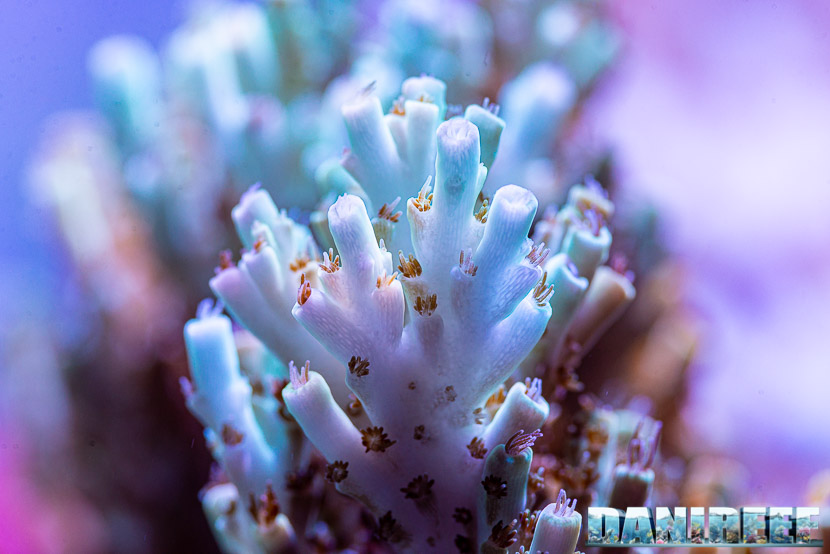 L'incredibile acquario marino di SPS di Marco Vank - Reportage - Acropora sp