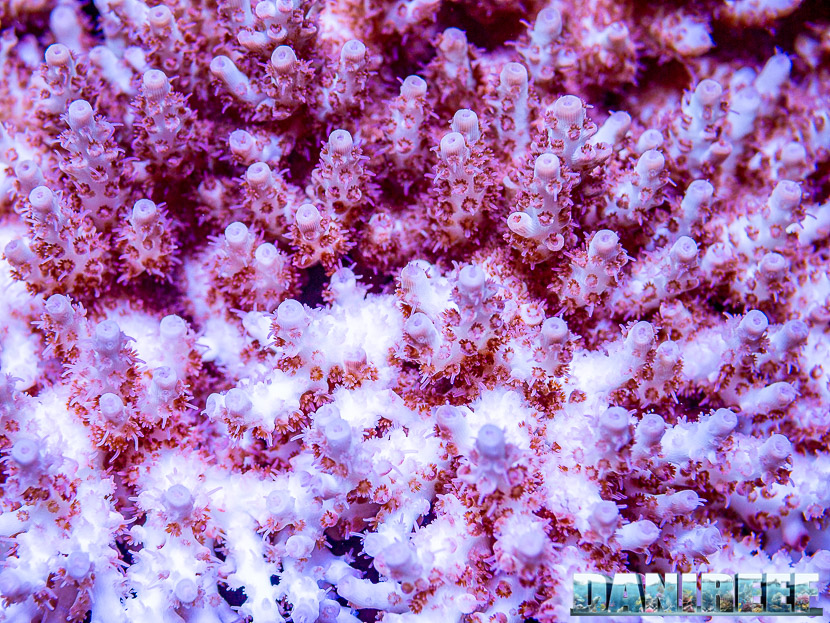 L'incredibile acquario marino di SPS di Marco Vank - Reportage - Acropora sp.