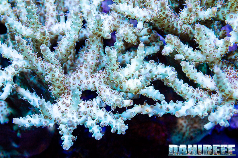 L'incredibile acquario marino di SPS di Marco Vank - Reportage - Acropora sp.