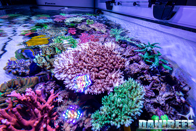 L'incredibile acquario marino di SPS di Marco Vank - Reportage