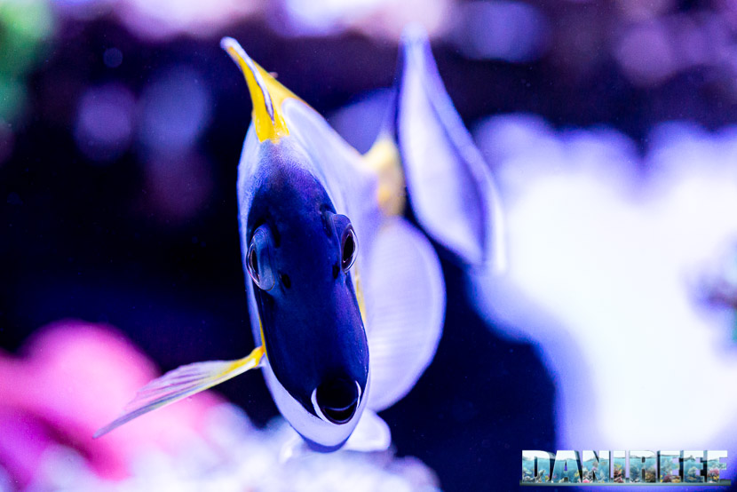 L'incredibile acquario marino di SPS di Marco Vank - Reportage - Acanthurus leucosternon