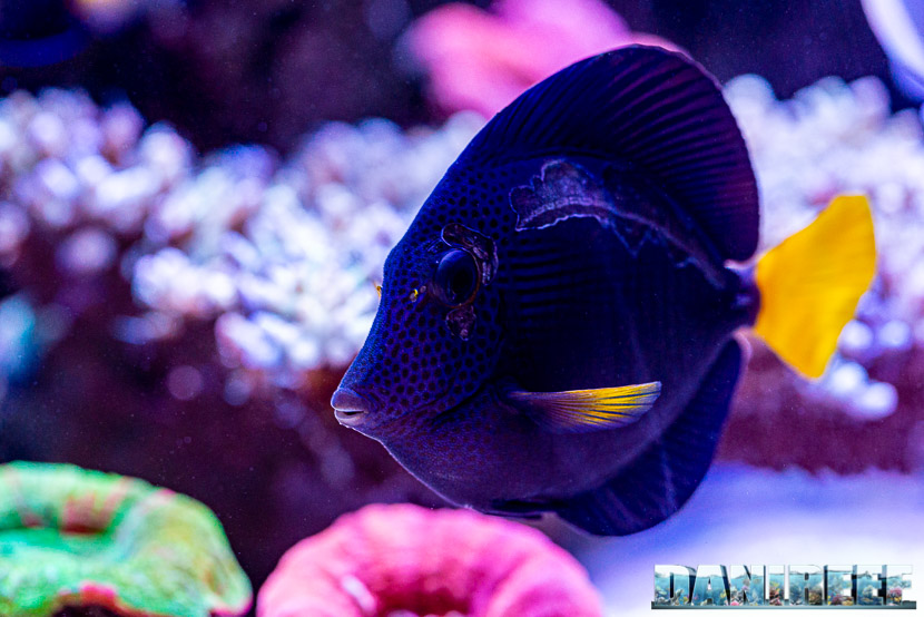 L'incredibile acquario marino di SPS di Marco Vank - Reportage - Zebrasoma xanthurum