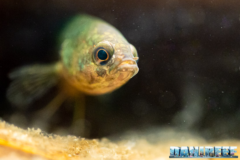 Acquario Top mostra dei bellissimi Acquari Wild al PetsFestival 2019