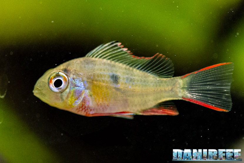 Mikrogeophagus altispinosus il gemello boliviano del Mikrogeophagus ramirezi