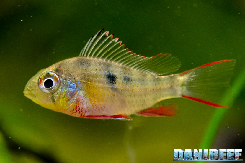 Mikrogeophagus altispinosus il gemello boliviano del Mikrogeophagus ramirezi
