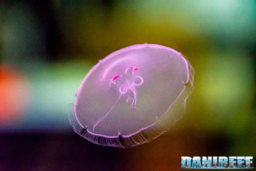 Acquarissima 2000: coralli, meduse e novità in mostra al PetsFestival: medusa Aurelia aurita