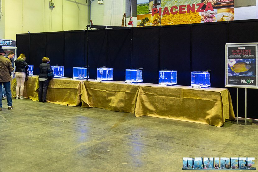 Centropyge Show al PetsFestival 2019