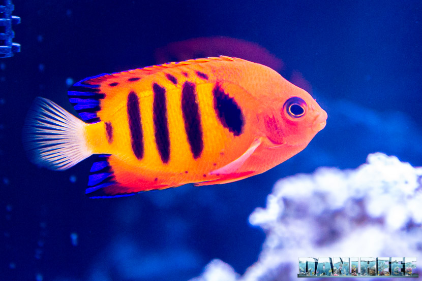 Centropyge loriculus