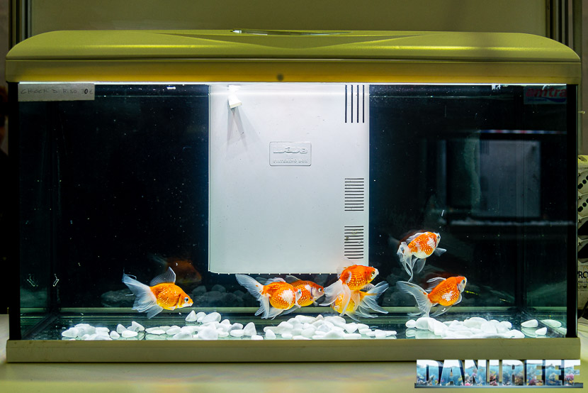 Goldfish Experience Petsfestival 2019 - Acquario con Carassius auratus Petsfestival 2019 - Chicco di riso