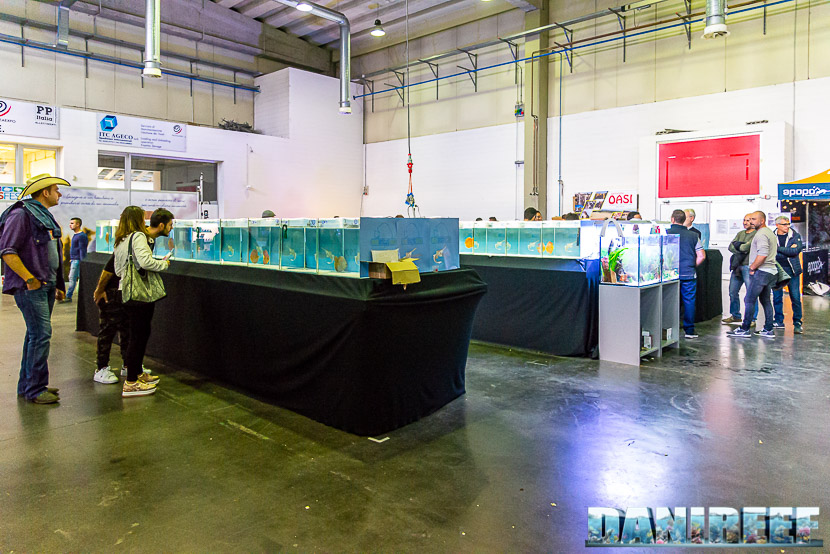 PetsFestival 2019 a Piacenza Expo: Discus show