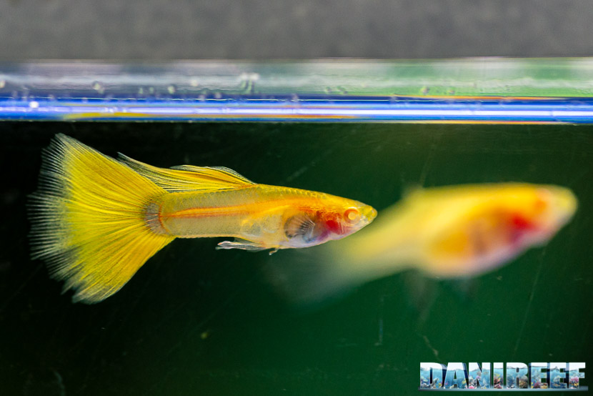 PetsFestival 2019 a Piacenza Expo: Guppy show