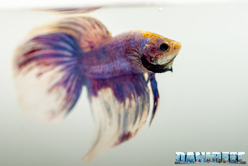 PetsFestival 2019 a Piacenza Expo: Betta show