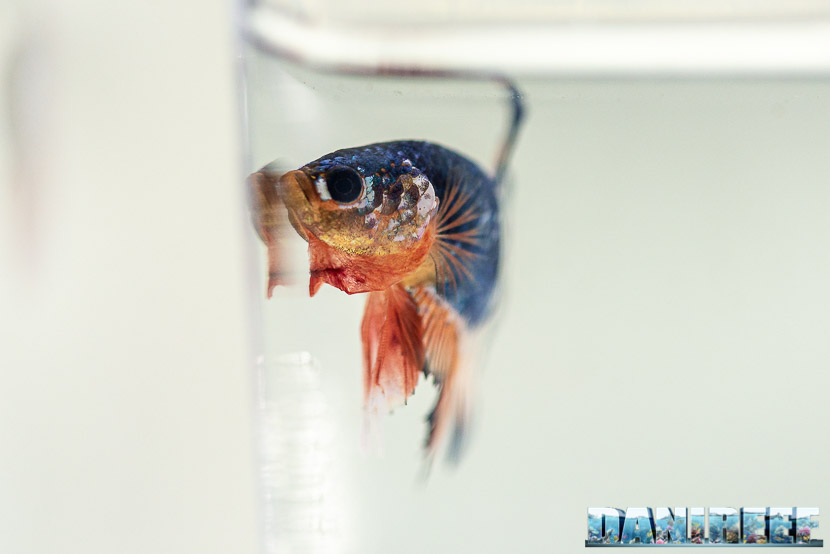 Lo stand di AIB al Petsfestival 2019: Betta splendens