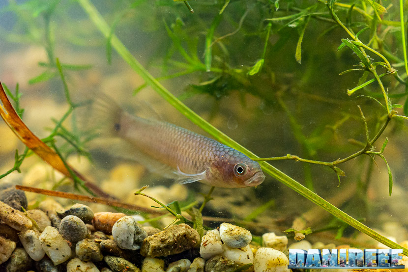 PetsFestival 2019 a Piacenza Expo: killifish