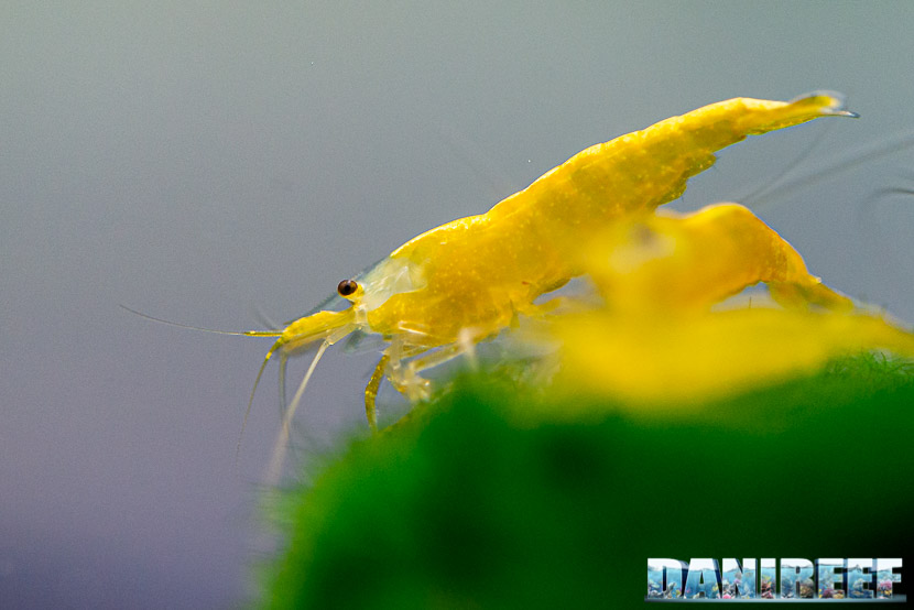 L'Aquario ideale per l'allevamento della Neocaridina davidi