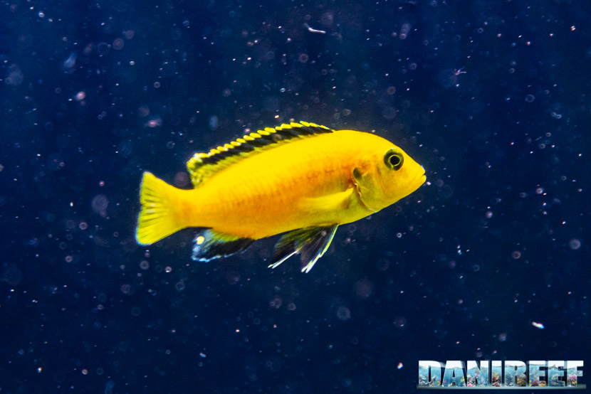 Labidochromis caeruleus Yellow, il ciclide africano giallo limone