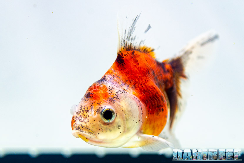 Goldfish Experience Petsfestival 2019 - Carassius auratus petsfestival 2019 - Oranda calico short body