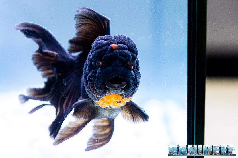 Goldfish Experience Petsfestival 2019 - Carassius auratus petsfestival 2019 - Oranda Red Black