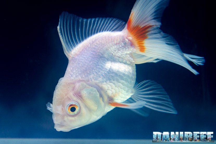 Goldfish Experience Petsfestival 2019 - Carassius auratus Petsfestival 2019 - Oranda White Lemon