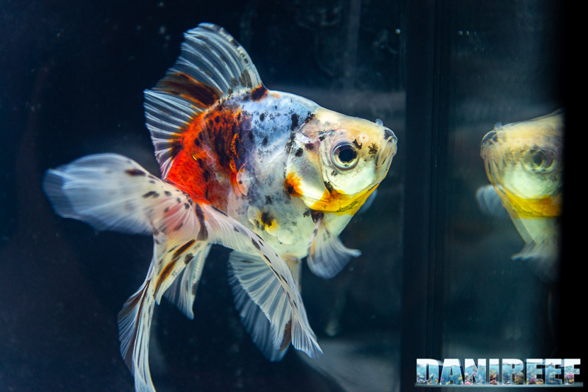 Goldfish Experience Petsfestival 2019 - Carassius auratus Petsfestival 2019 - Ryukin Calico