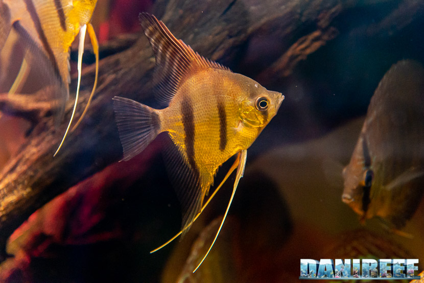PetsFestival 2019 a Piacenza Expo: Pterophyllum scalare