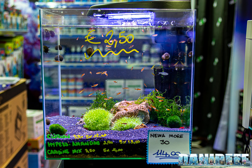 Newa torna al PetsFestival in grande stile e sponsorizza il Centropyge Show: newa more 30 by Oceano