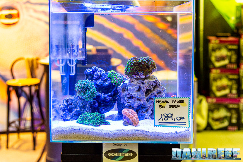 Newa torna al PetsFestival in grande stile e sponsorizza il Centropyge Show: newa more 50 reef by Oceano