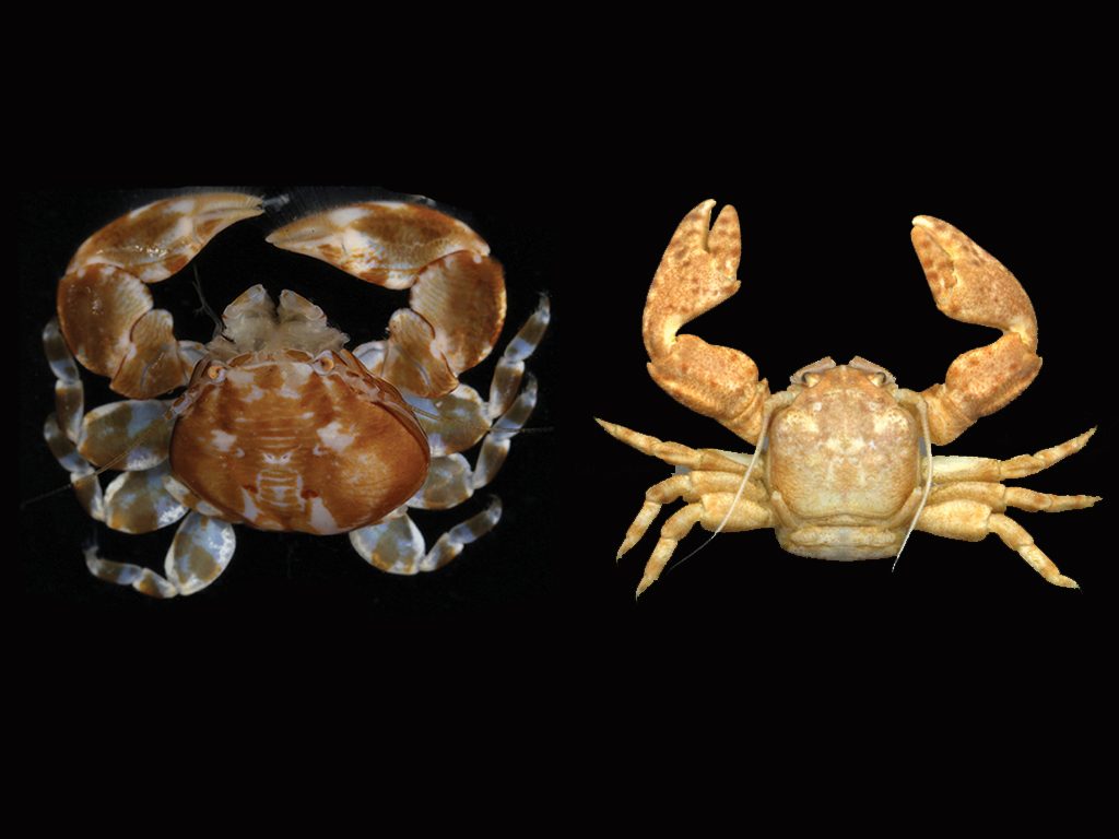 Due nuove specie di granchi di porcellana
