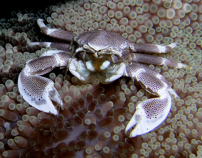 Neopetrolisthes oshimai Fonte wikipedia