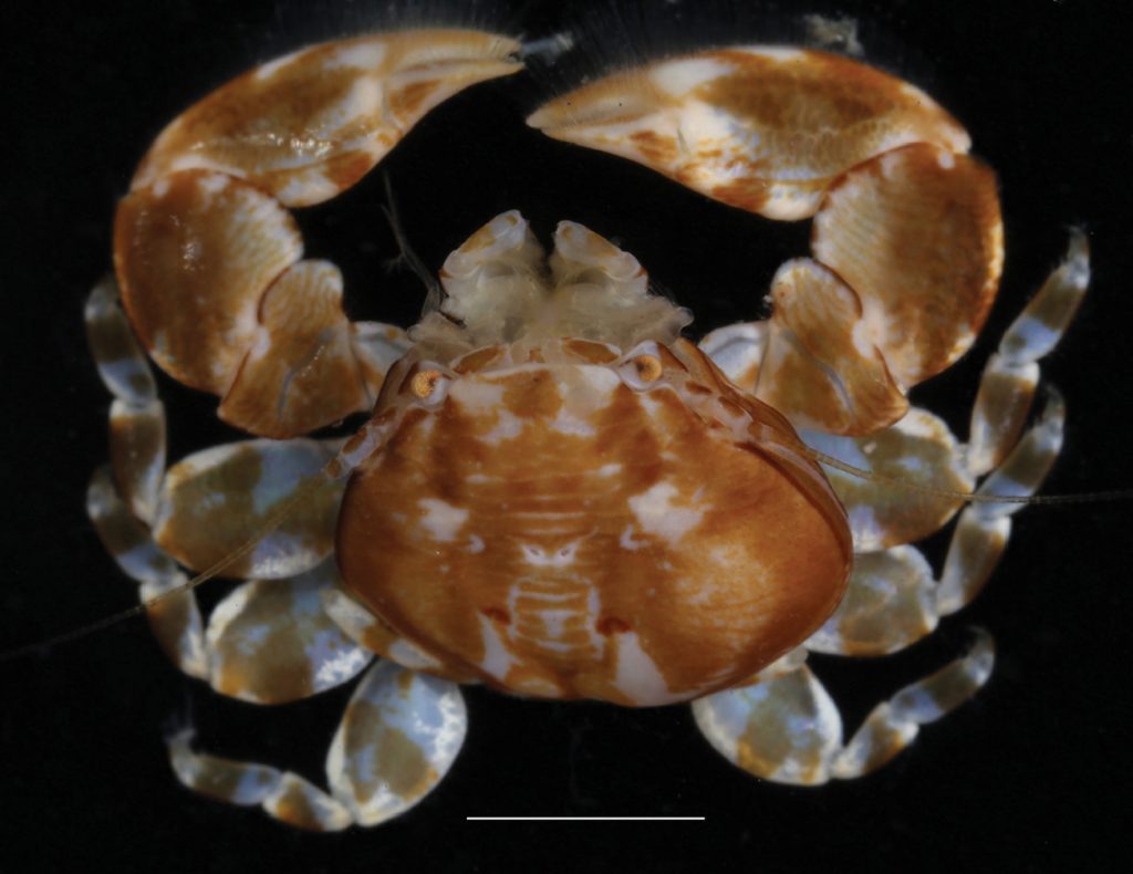 Polyonyx socialis