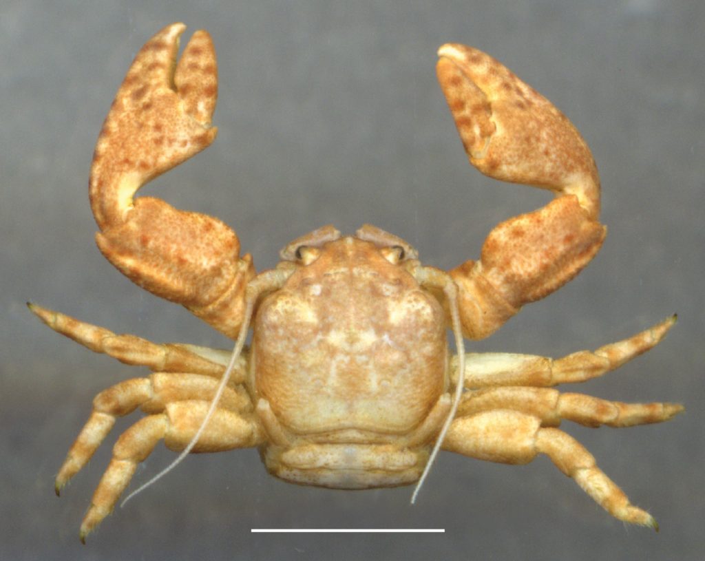Petrolisthes virgilius