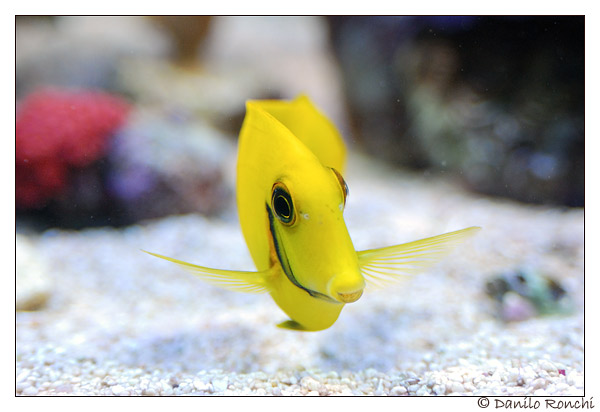 I pesci dormono? E se lo fanno, come dormono?