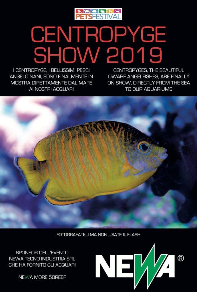 Il Primo Centropyge Show in Italia, in mostra al PetsFestival 2019