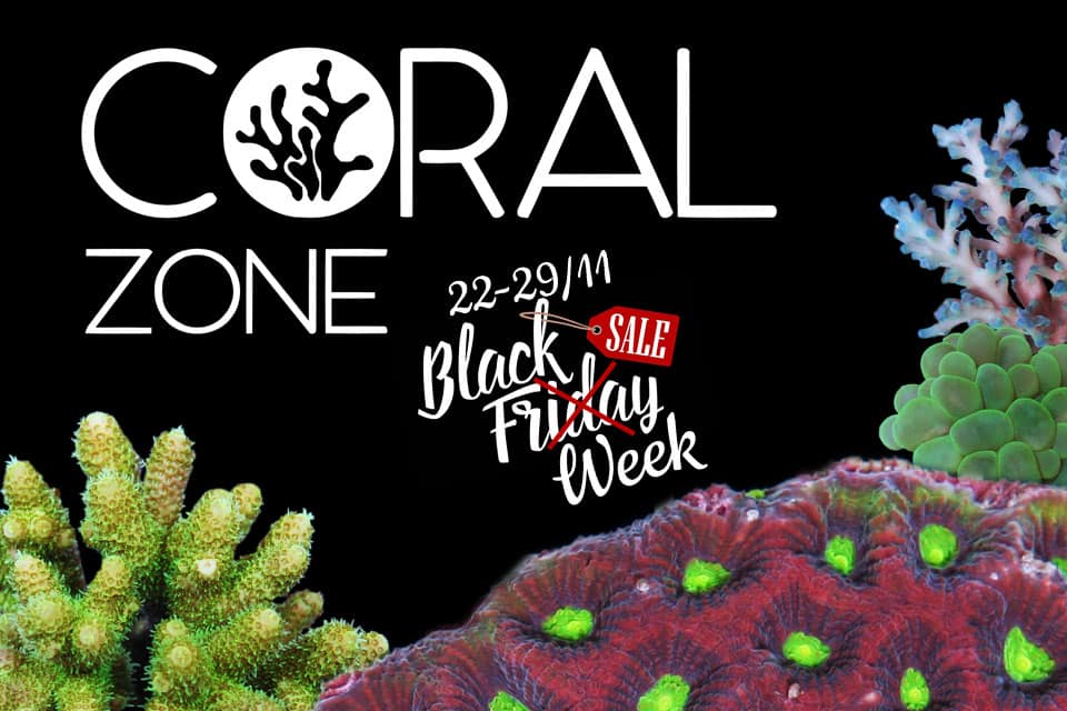 Black Friday 2019 e acquario: Scoprite tutte le offerte nei negozi fisici e online