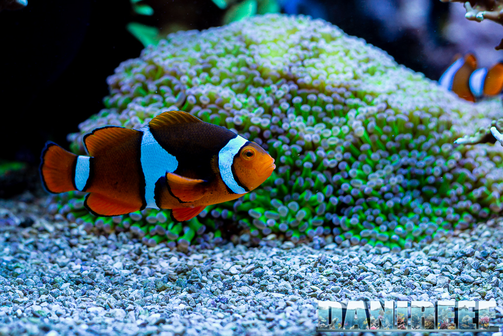 Pesci pagliaccio in acquario (Amphiprion ocellaris) - la nostra guida