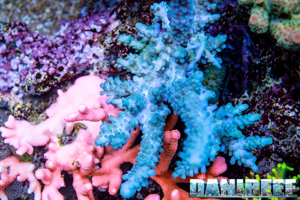 Lo splendido acquario marino di Acropore di Giuliano Carafa con T5